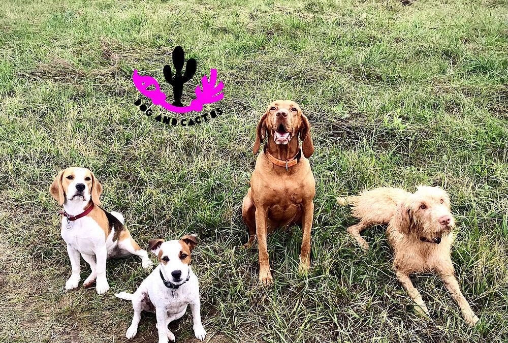 Kölyökkutyáink tréningen: csillogás a szemünkben