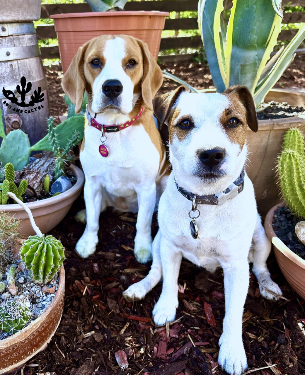 cactus vinnie molly_Watermarked