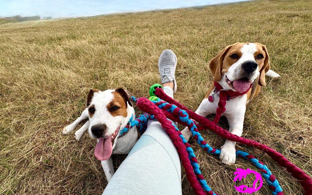 5 – 1 alapelv a kölyökkutya tréningben